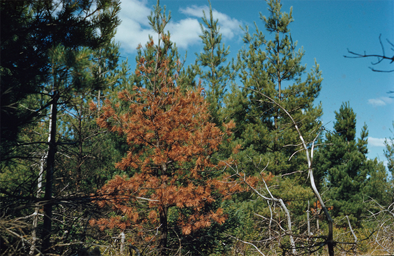 Cronartium ribicola.jpg Cronartium ribicola