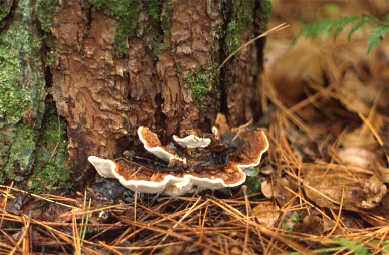 Annosus Root Rot.jpg Annosus Root Rot