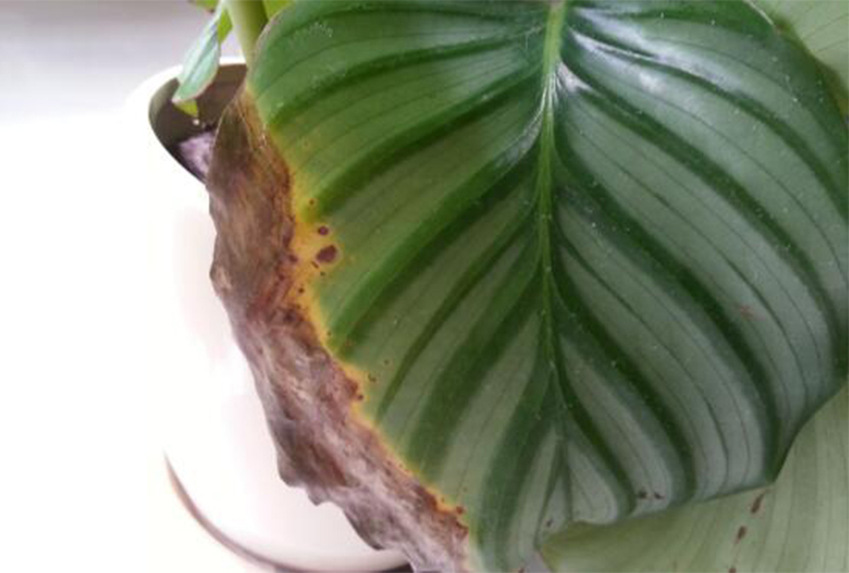 葉燒焦樹(shù)病.jpg 葉燒焦樹(shù)病