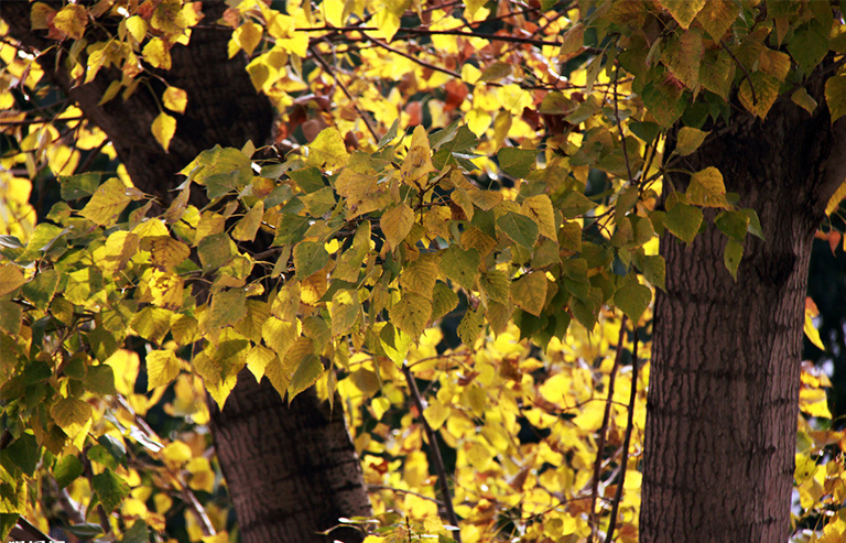 樹(shù)葉.jpg 樹(shù)葉