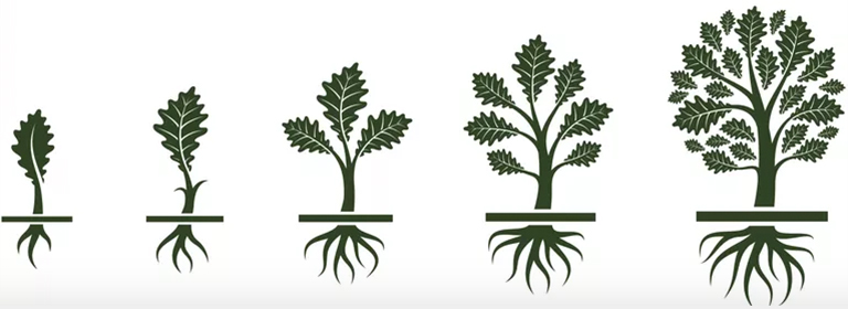 樹形結(jié)構(gòu)