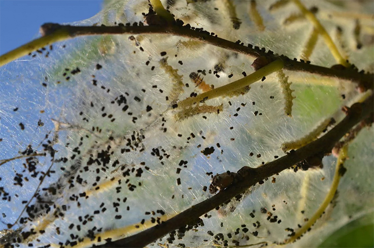 秋季網(wǎng)絡蠕蟲