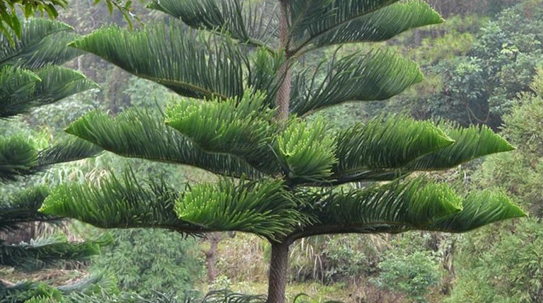 南美杉.jpg 南美杉