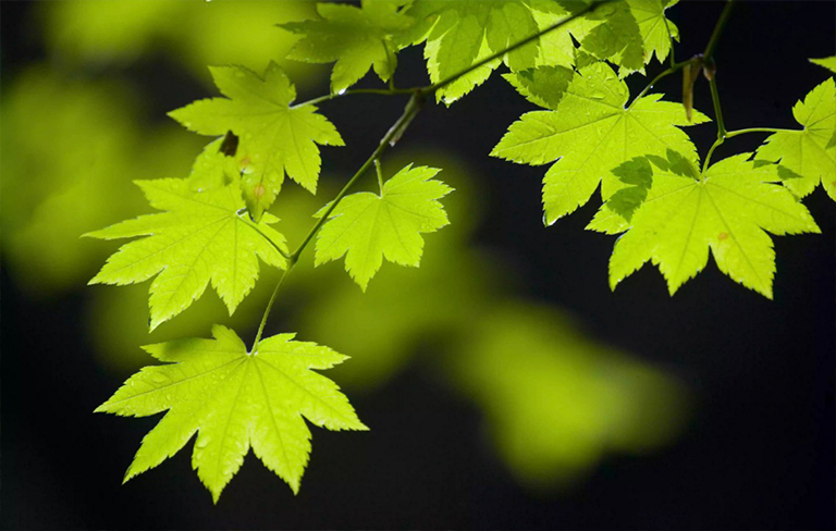 關(guān)閉藤槭樹(shù)葉子.jpg 關(guān)閉藤槭樹(shù)葉子