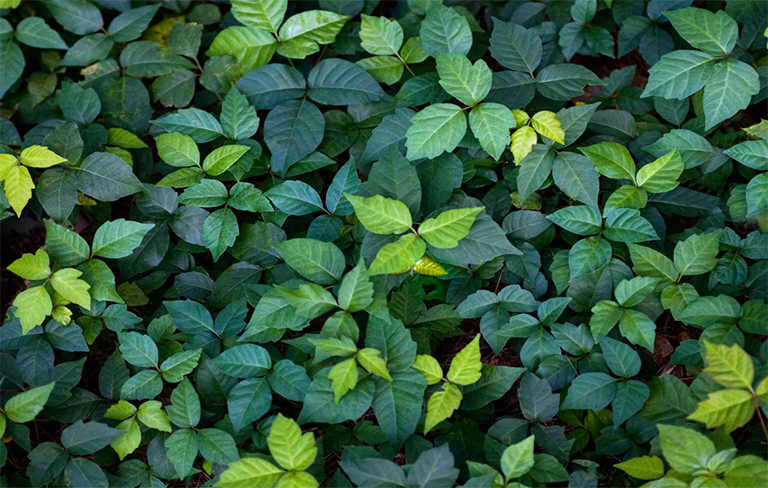 有毒的常春藤灌木叢.jpg 有毒的常春藤灌木叢