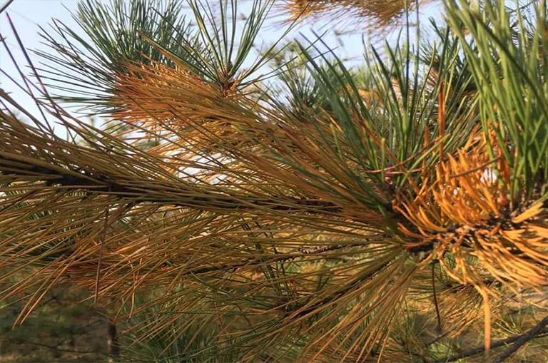 針葉樹病的預防和控制.jpg 針葉樹病的預防和控制