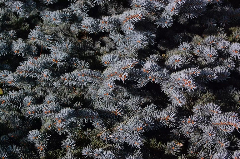 科羅拉多州藍色云杉樹