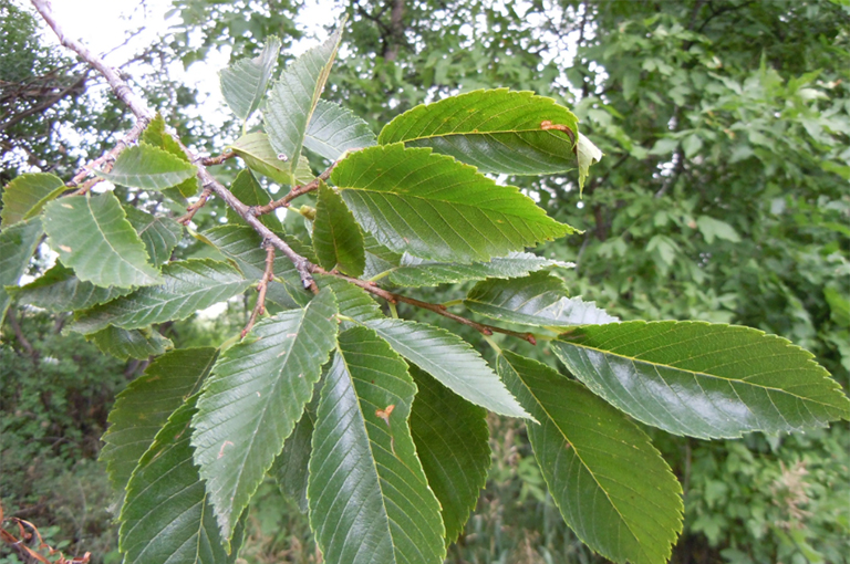 美國(guó)榆樹(shù)葉