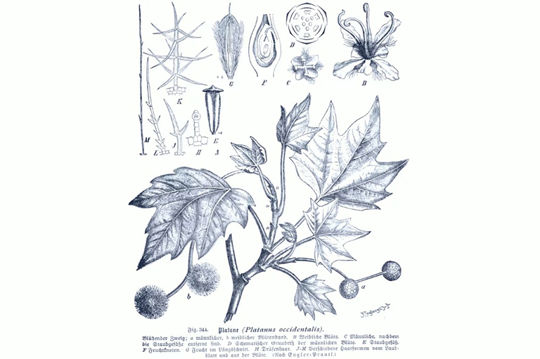 無(wú)花果樹(shù)