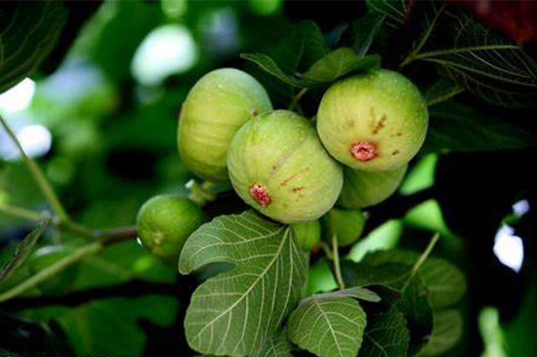 無(wú)花果樹(shù)