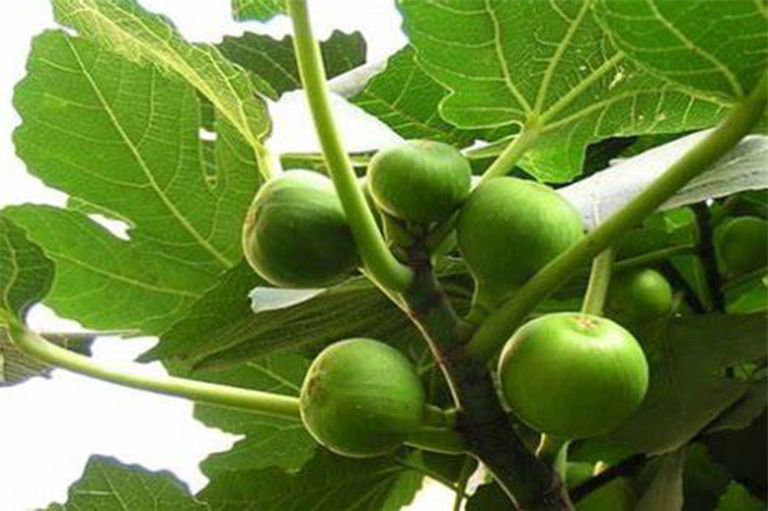 無(wú)花果樹(shù)