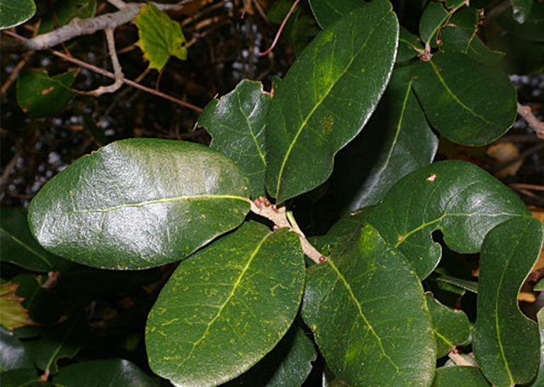 月桂樹橡樹葉，樹枝和堅(jiān)果