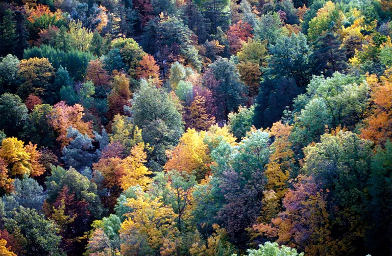 溫帶森林生態系統