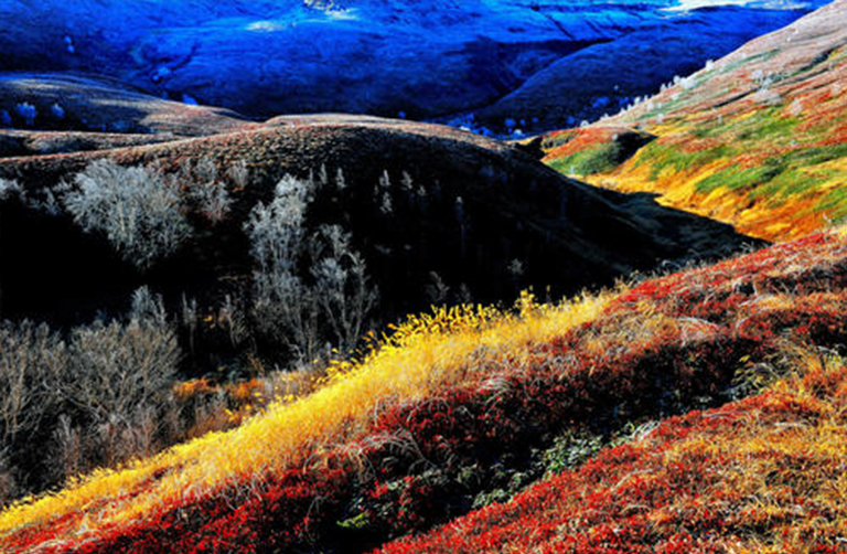 溫帶森林生態系統