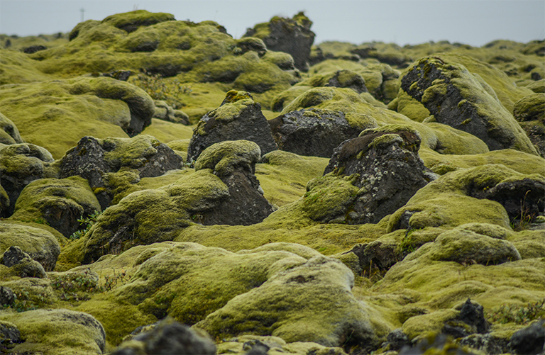 生物群落與氣候之間的聯(lián)系