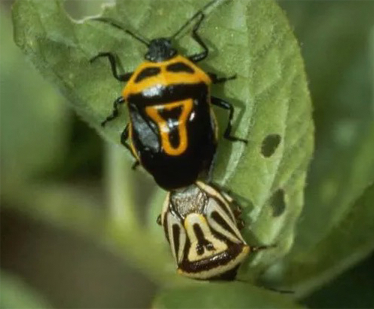 并非所有臭蟲都有益，但某些昆蟲會捕食其他昆蟲