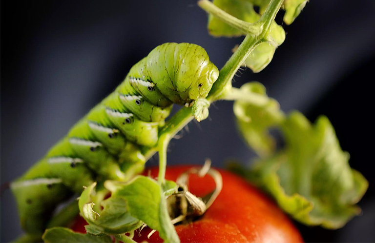 跳蚤甲蟲(chóng)