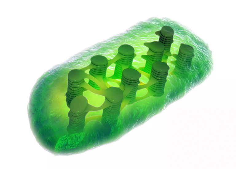 葉綠體是植物細胞中光合作用的場所