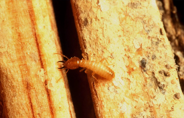 臺灣白蟻地下戰士