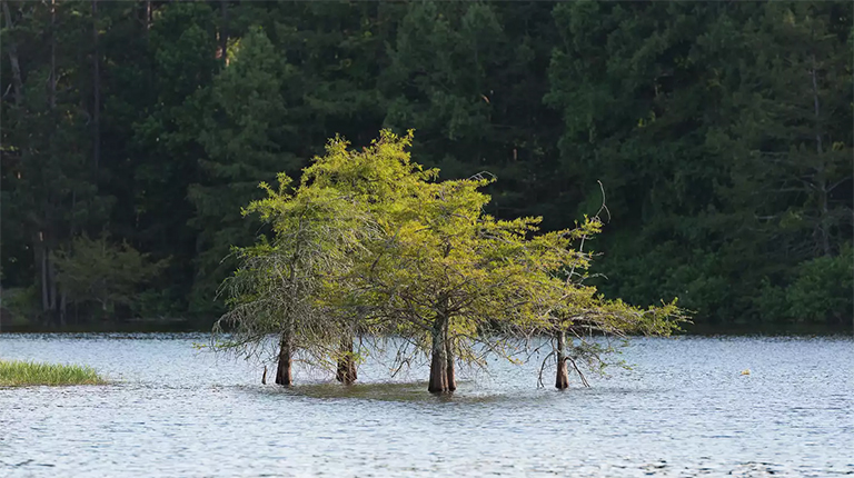 托萊多彎的淹沒樹.jpg 托萊多彎的淹沒樹