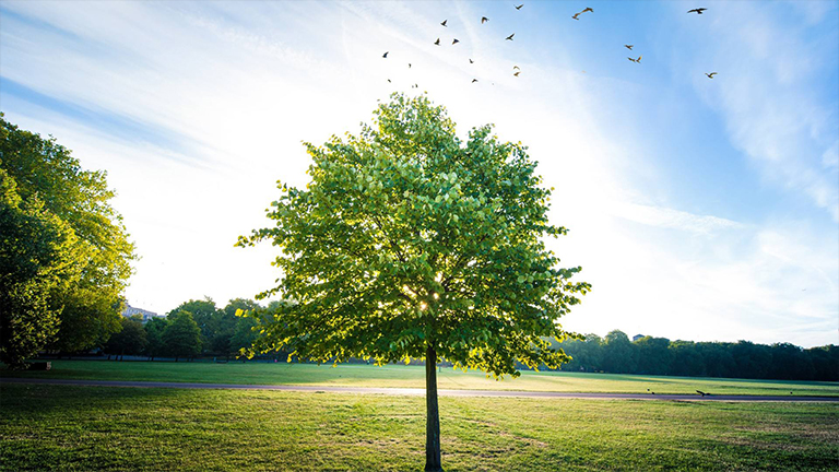 綠色運(yùn)動(dòng)