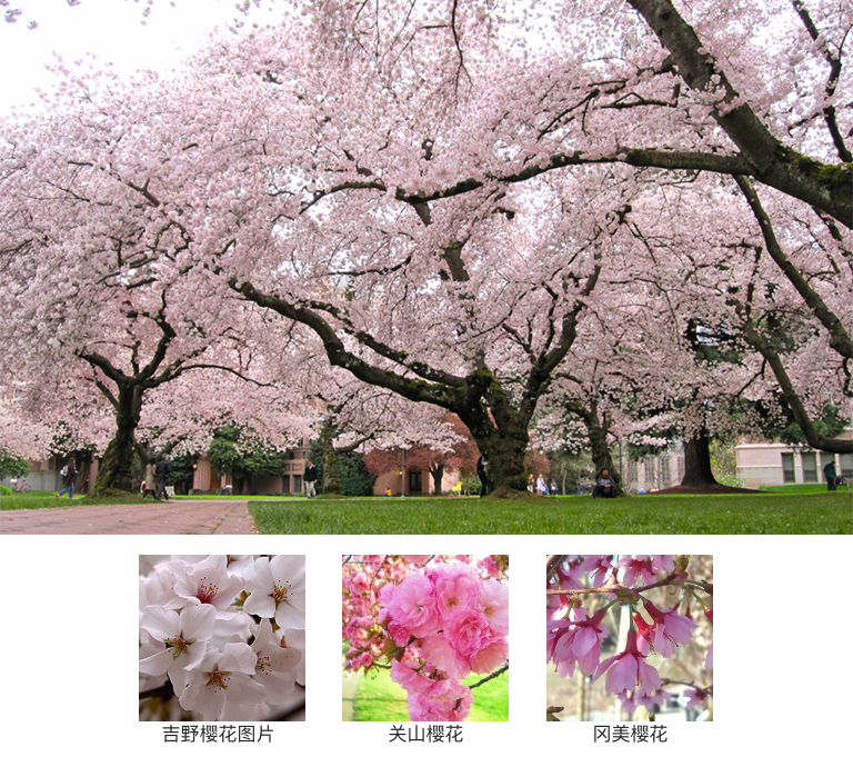 開花樹木.jpg 開花樹木